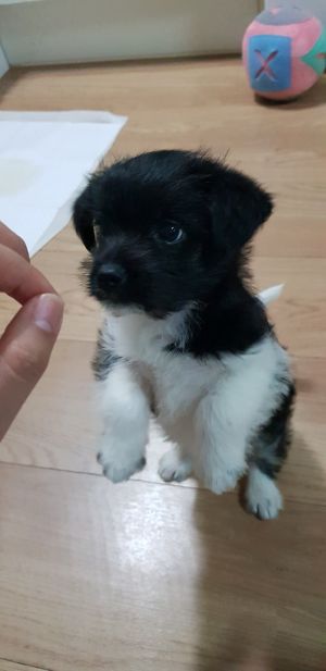 강아지